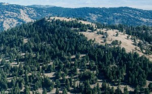 pine trees on Rocky Mountain peak