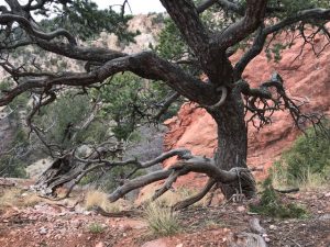 sandstone rocks and knarlled tree