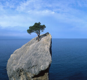 a lone tree will never surrender to harsh conditions on sea-side pinnacle of rock